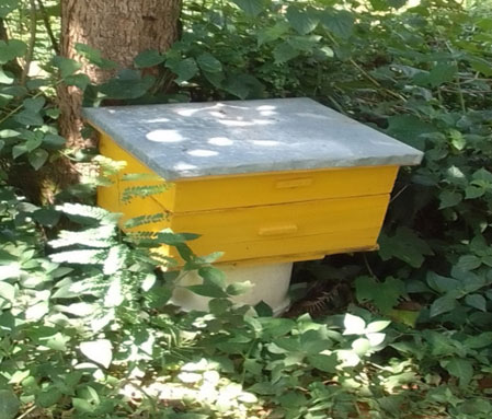Bee-keeping Project